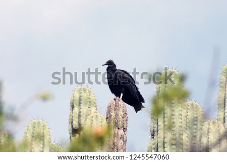 
vulture resting on cactus in the Mexican southeast
