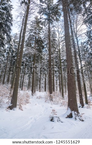 Beautiful Winter Forest Lanscape