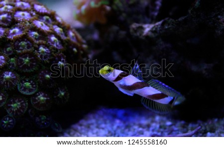 Long fin goby fish in reef aquarium