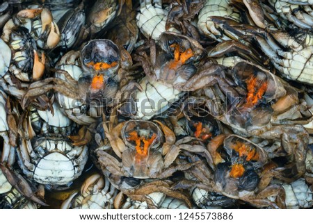 Pile of Green Tidal Crab (Varuna litterata) also known as River Swimming Crab, for sale in market and showing roe and meat.