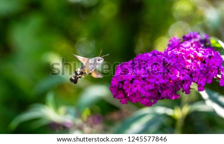 An Amazing Hummingbird Moth flying around some flowers getting some nectar.