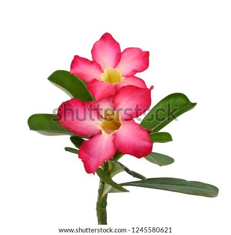 beautiful frangipani flower isolated on white background