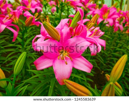 These are lily flowers in the control temperature house 25 degree at North- east of Thailand.