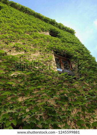 Village house covered by vines, France