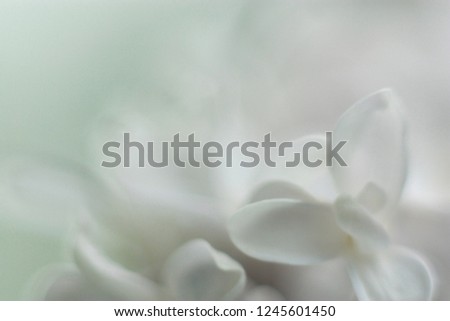 abstract macro shot of white flower petals in soft pastel tones
