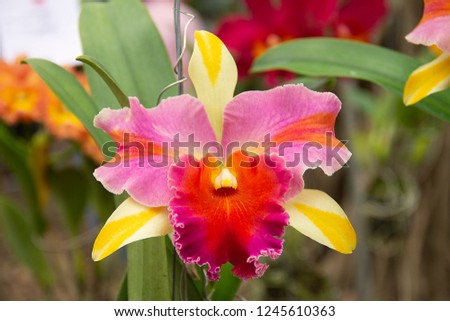 Cattleya lip orchids or “queen of flowers” big showy bloom and often used to make corsage. Cattleyas are epiphytes (air dwelllers),  Cattleya red lip isolated with green leaves.