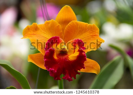 Cattleya lip orchids or “queen of flowers” big showy bloom and often used to make corsage. Cattleyas are epiphytes (air dwelllers),  Cattleya red lip isolated with green leaves.