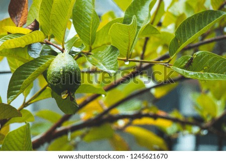 guava on tree with water drops cloudy day