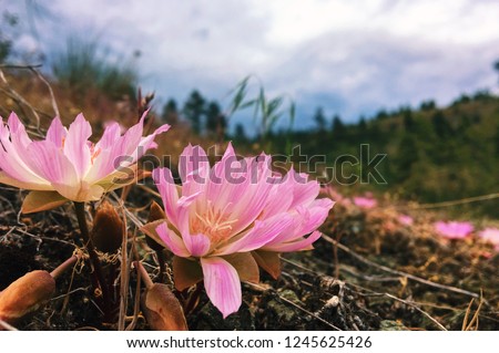 Close up low angle view of a Lewisia rediviva or Bitterroot, pink wildflowers growing in nature in the Okanagan Valley in British Columbia.