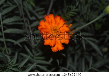 bright orange marigold flowers from India