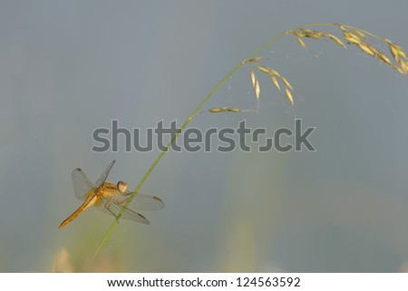 Isolated golden dragonfly in the light blue background