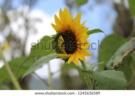 sonflower picture, form (India) Uttarakhand Nainital.