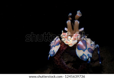 Amazing underwater world - Harlequin shrimp - Hymenocera picta. Tulamben, Bali, Indonesia.