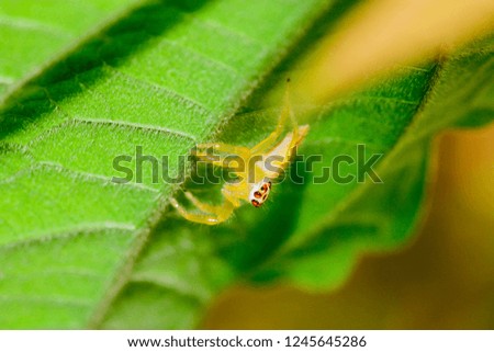 green jumping spider