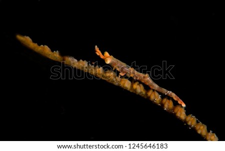 Amazing underwater world - Dragon shrimp - Miropandalus hardingi. Tulamben, Bali, Indonesia. 