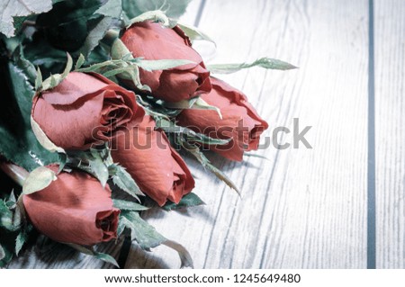 Five red roses pictured in cool light