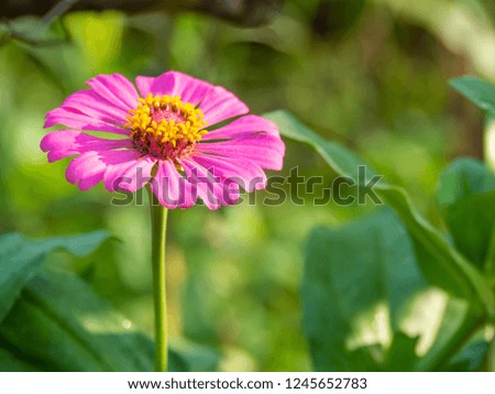 Close up of purple Zinnia flower