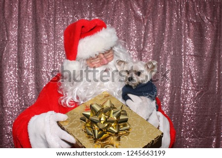 Santa Claus with a Dog. Santa holds a small Morkie dog with a Gold Christmas Present in a Photo Booth with Pink Sequin Curtains. 
