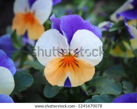 Close up the pancy flower, colour violet, white and orange.
