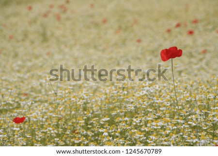 Chamomile and poppy