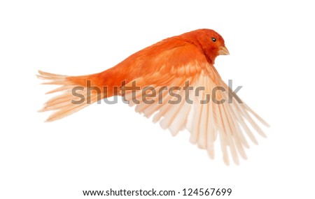 Red canary Serinus canaria, flying against white background Royalty-Free Stock Photo #124567699
