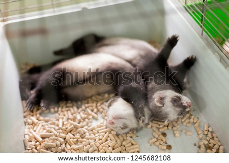 cute baby ferrets tired or bored polecat resting in his cage