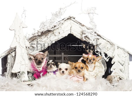 Chihuahuas sitting and dressed in front of Christmas nativity scene with Christmas tree and snow against white background