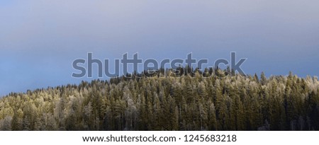 Icy forest trees in the woodland landscape - winter season - Kongsvinger, Norway 