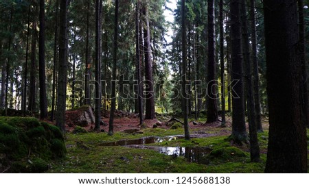 Karelian forest near St.Petersburg (Monrepo Park), Russia                                Royalty-Free Stock Photo #1245688138