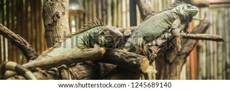 Green iguana (Iguana iguana), also known as American iguana, is a large, arboreal,  lizard. Found in captivity as a pet due to its calm disposition and bright colors. Exotic Pet Care, Wildlife, Animal