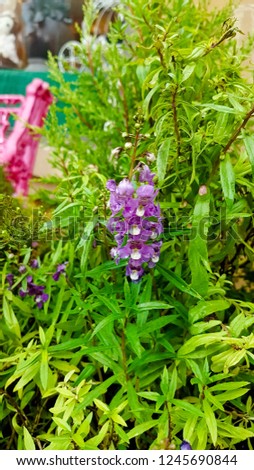 Beautiful flower background. Flower in thailand. Purple incense blossom