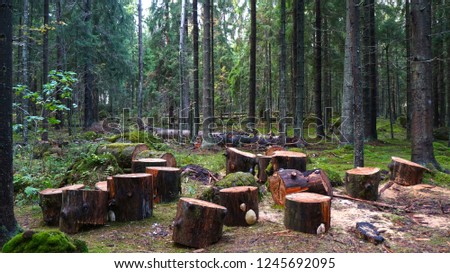 Stumps in the forest, Russia Royalty-Free Stock Photo #1245692095