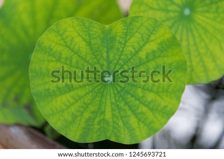 Closed up lotus leaf