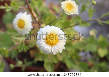 Chrysanthemums, sometimes called mums or chrysanths, are flowering plants of the genus Chrysanthemum in the family Asteraceae. They are native to Asia and northeastern Europe, soft focus