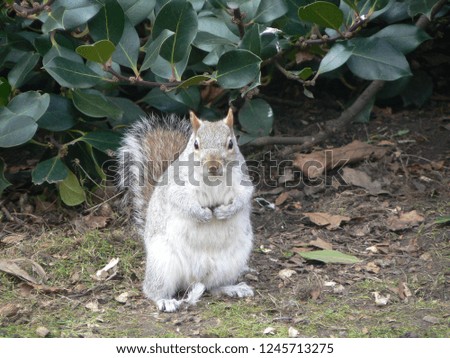 An Eastern Grey Squirrel (Sciurus carolinensis) at St. James Park London 