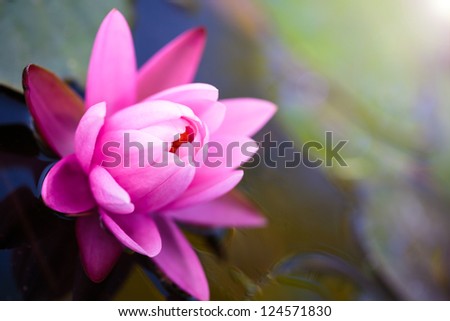 Pink lotus flower background