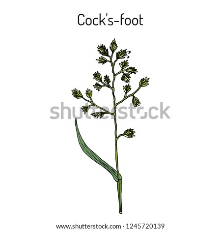Cock's-foot, orchard or cat grass (dactylis glomerata), medicinal plant. Hand drawn botanical vector illustration