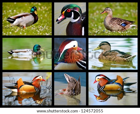 Nine photos mosaic of ducks