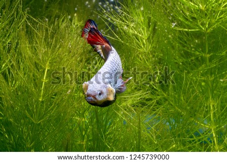 Betta fish fighter Life under water Background green water plants