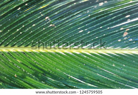 tropical palm leaf 