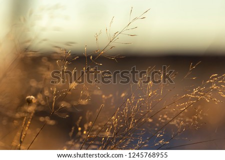 Abstract bokeh background light blurry background