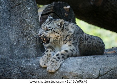 A Himalayan snow leopard (Panthera uncia) lounges on a rock, beautiful irbis in captivity at the zoo, National Heritage Animal of Afghanistan and Pakistan, elegant cat showing its teeth