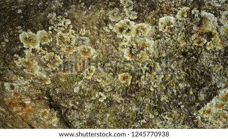 Nature abstract background .lichen grow on the rocks                                