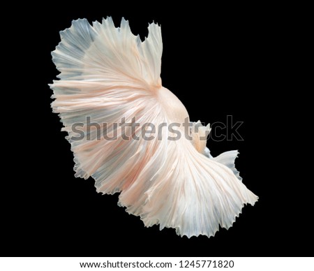 White color Siamese fighting fish(Rosetail),fighting fish,Betta splendens,on black background with clipping path