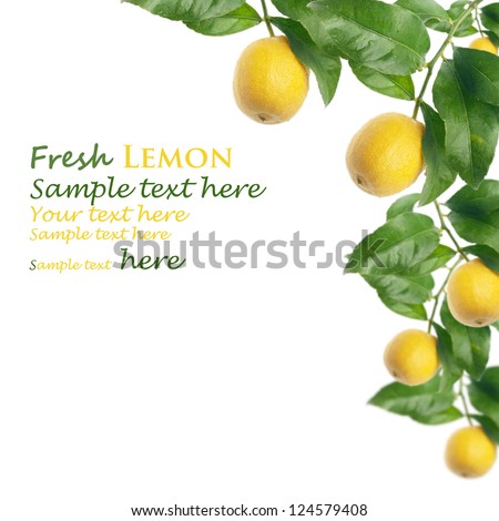 lemon tree with white background Royalty-Free Stock Photo #124579408