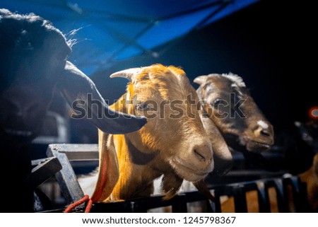 Portrait Goats In The Farm 