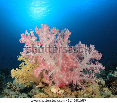 Underwater Scene with Beautiful Soft Corals