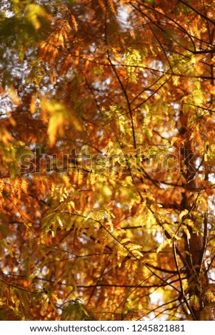 The colorful pine leaves in autumn with the warm sunlight