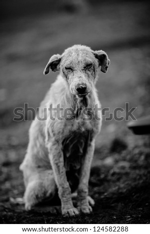 A black and white photo of an abandoned dog