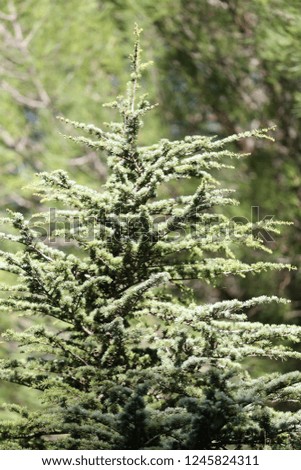 Close up view of top of a Fir tree, also called christmas tree, in the family Pinaceae. Pattern of gray green leaves and foliages lighted by the sun. Natural picture taken in a french park.